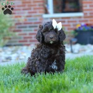 Daisy, Newfypoo Puppy